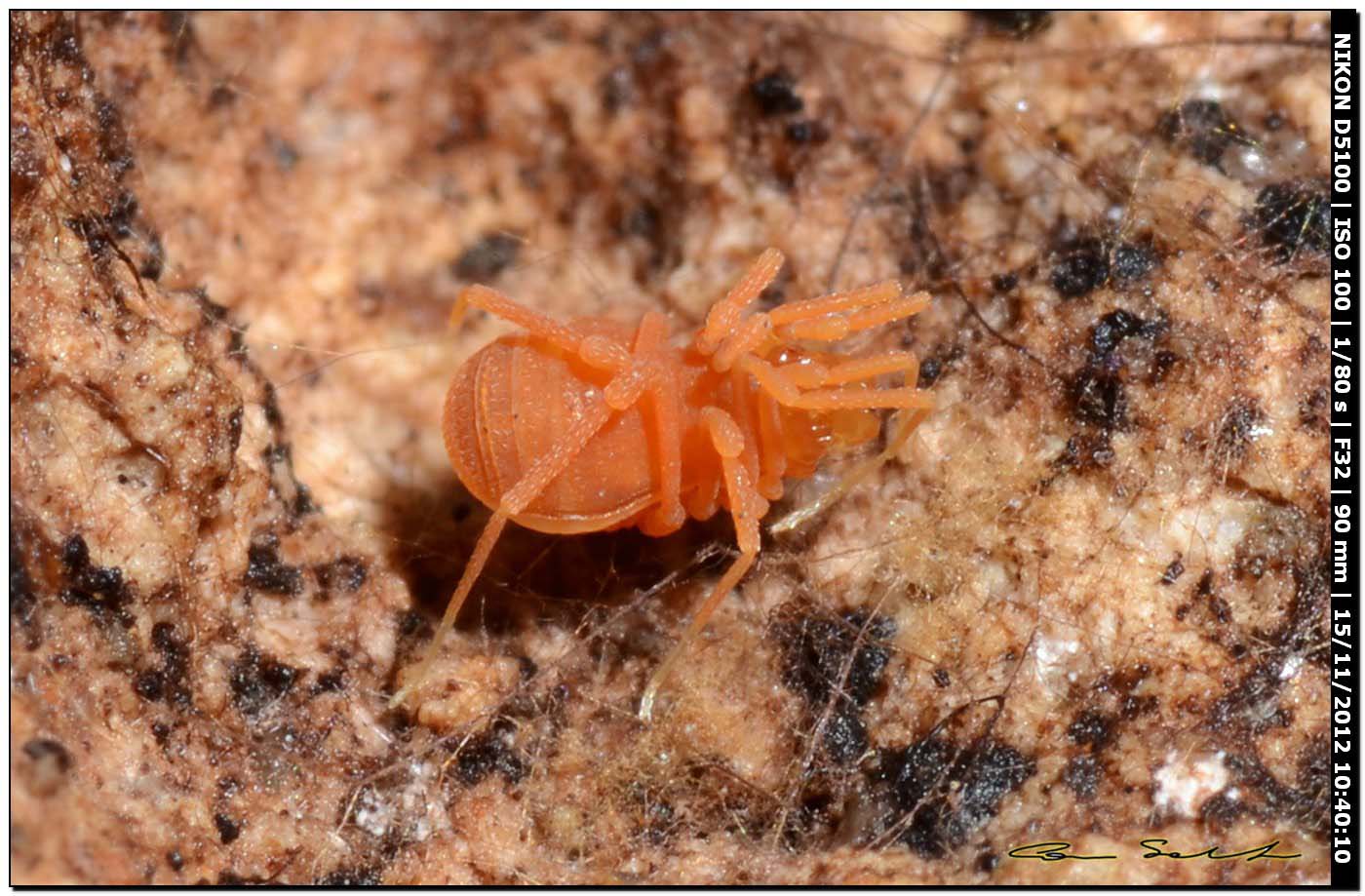 Phalangodidae, Scotolemon terricola/doriae? da Ittiri 194